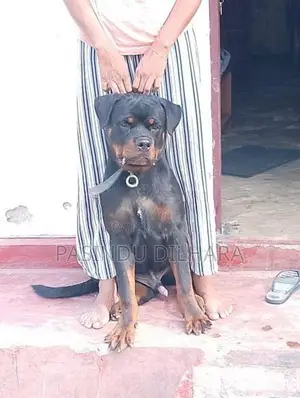 රොට්වයලට් මෙල්