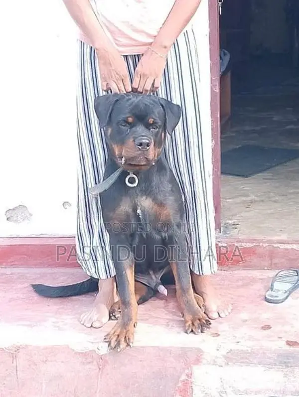 රොට්වයලට් මෙල්