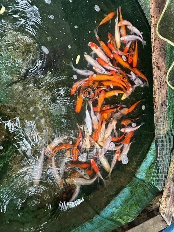 Koi carp