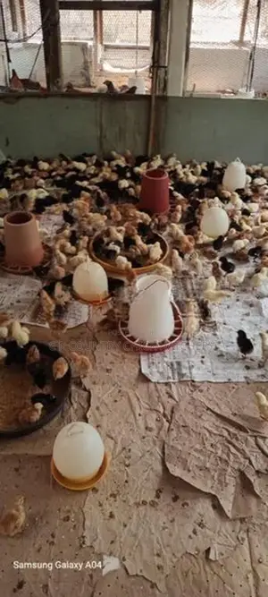 கழுத்து வெட்டி குஞ்சு