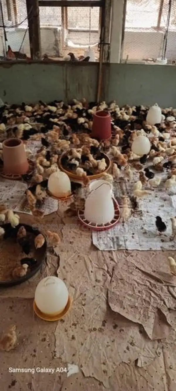 கழுத்து வெட்டி குஞ்சு