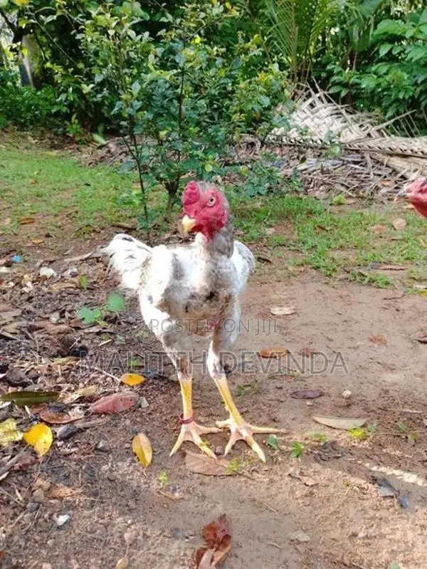 Rooster