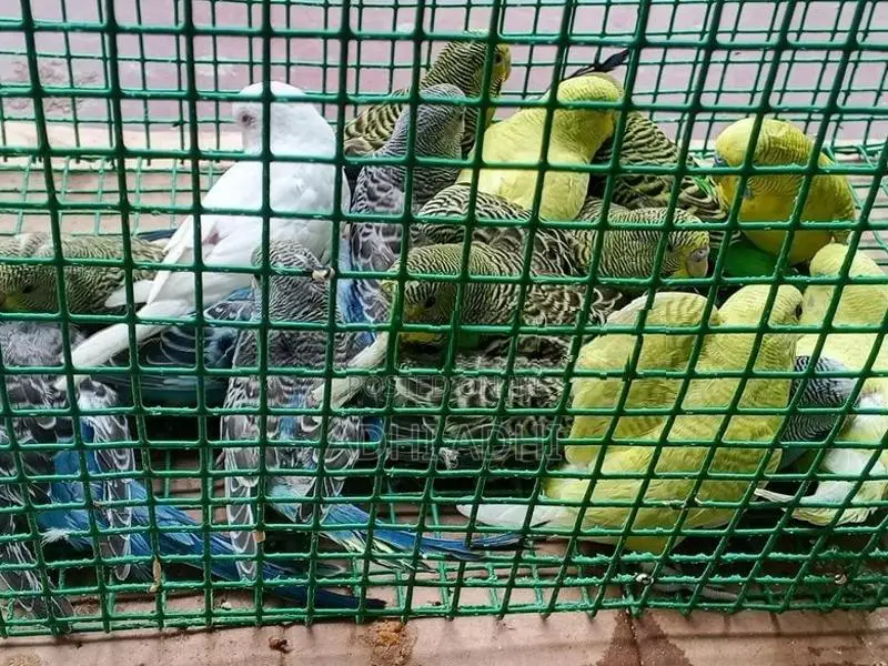 Love Birds