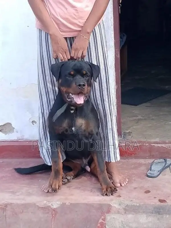 රොට්වයලට් මෙල්