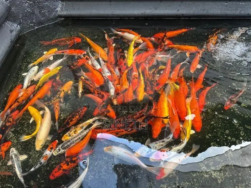 Koi carp