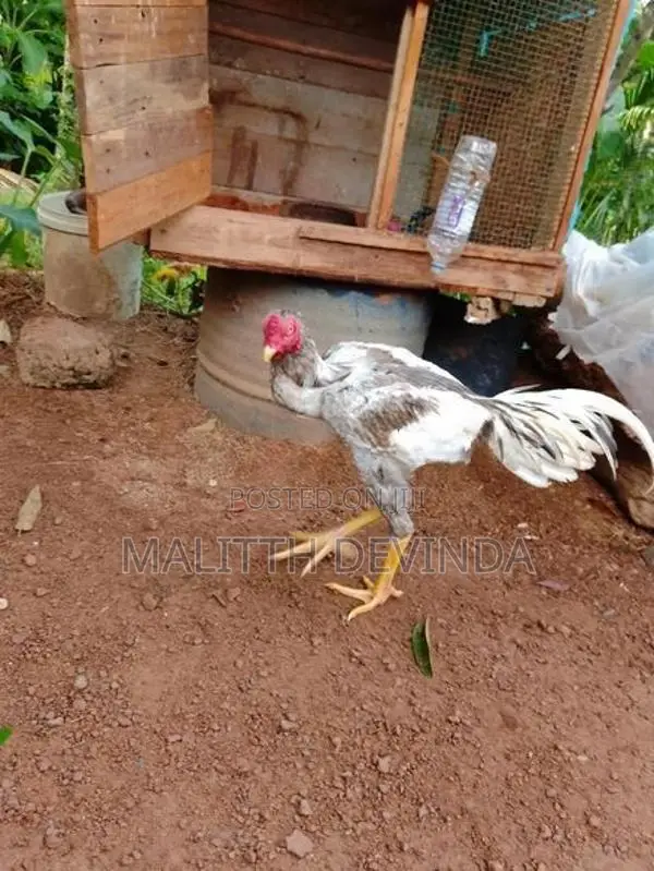 Rooster