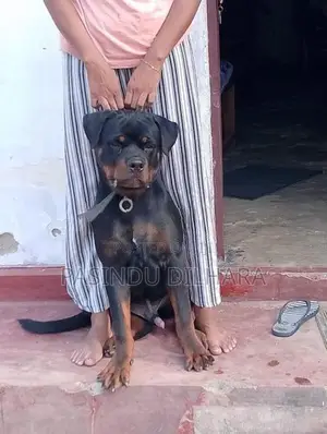 රොට්වයලට් මෙල්