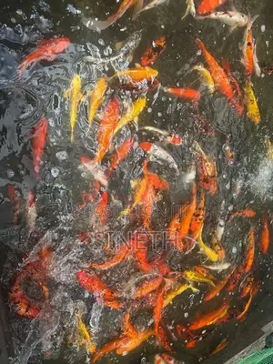 Koi carp