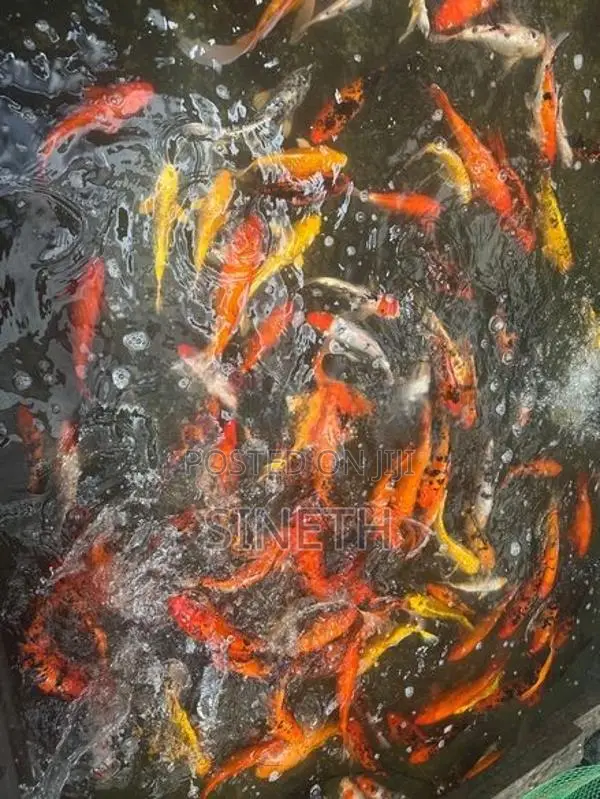 Koi carp