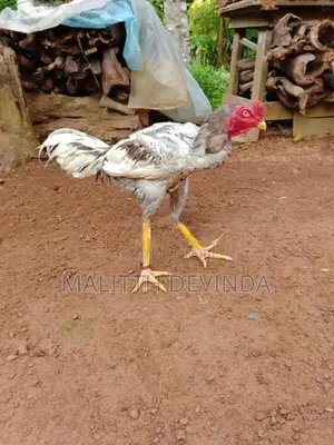 Rooster