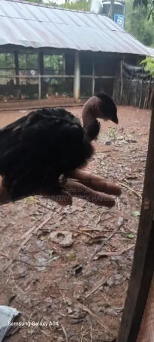 கழுத்து வெட்டி குஞ்சு