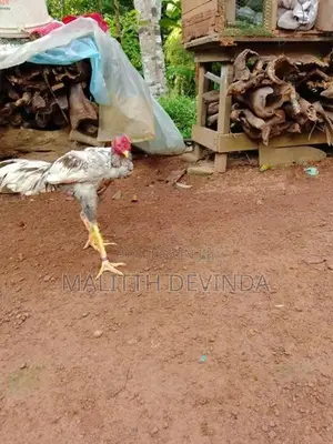 Rooster