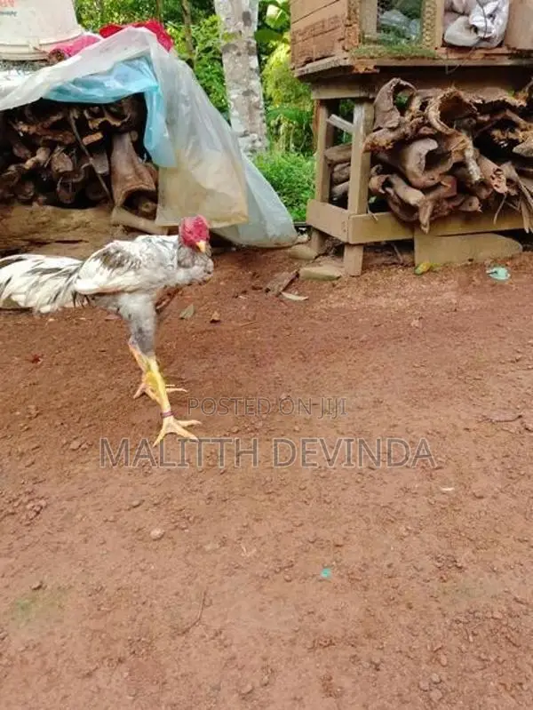 Rooster