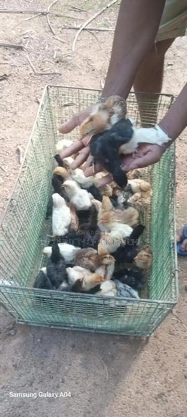 கழுத்து வெட்டி குஞ்சு