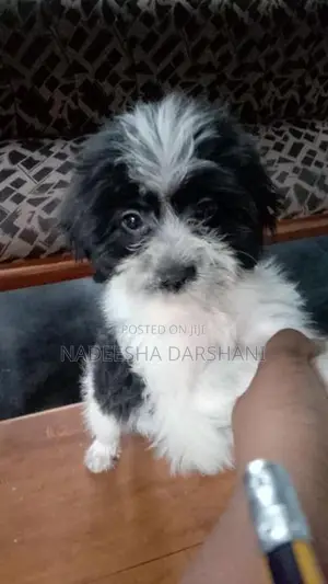 Shih Tzu Dog