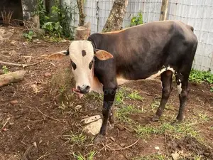 male cow (එළවස්සා)