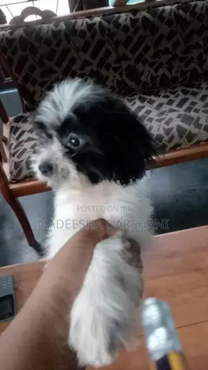Shih Tzu Dog