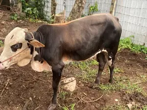 male cow (එළවස්සා)