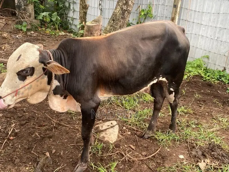 male cow (එළවස්සා)