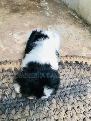 Shih Tzu Dog