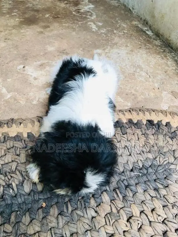 Shih Tzu Dog