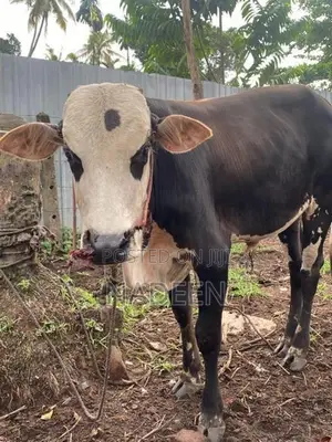 male cow (එළවස්සා)
