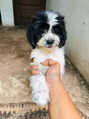 Shih Tzu Dog