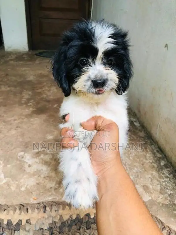 Shih Tzu Dog