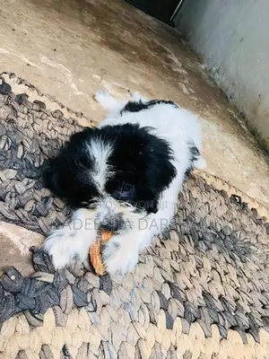 Shih Tzu Dog