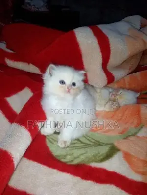 Persian Cat