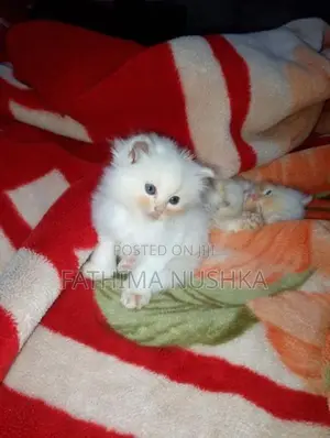 Persian Cat