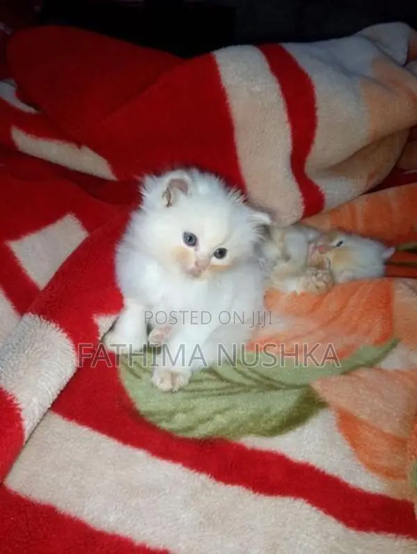 Persian Cat