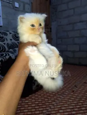 Persian Cat