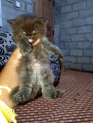 Persian Cat