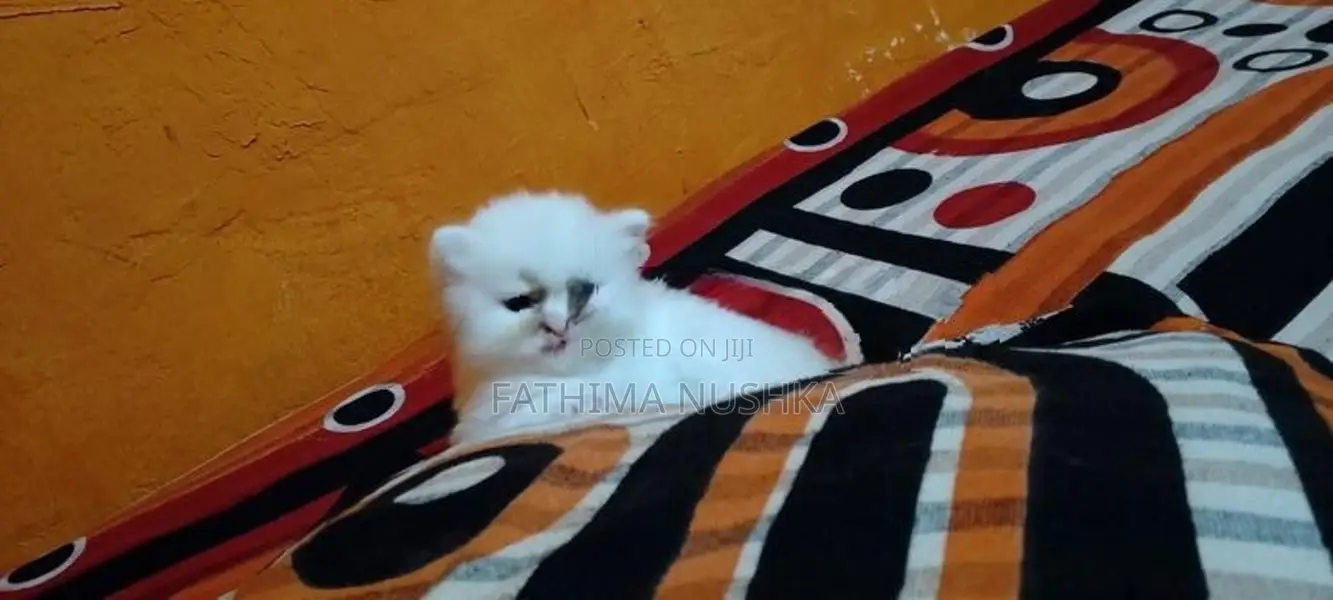 Persian Cat