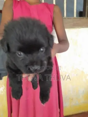 போம்மேரின் Dog