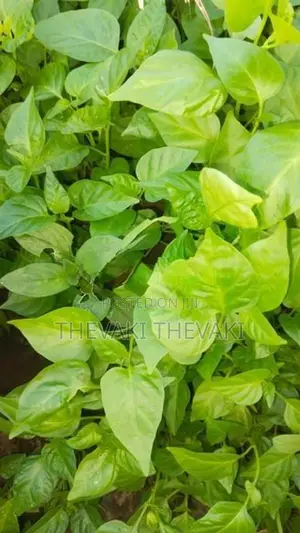 மிளகாய்ச் செடி