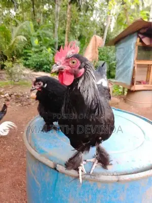 Bantam chicks
