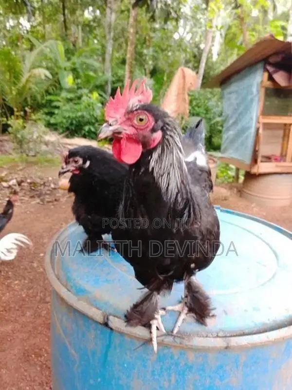 Bantam chicks