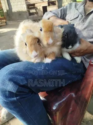 angora rebit