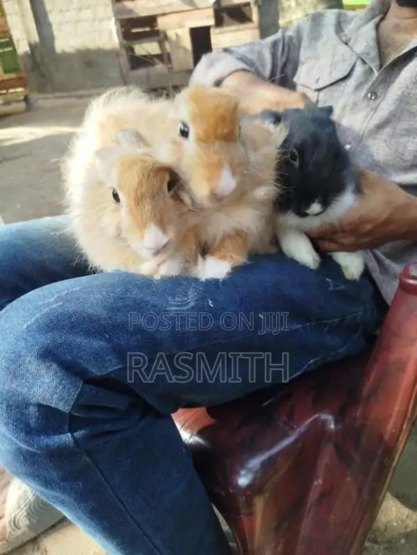 angora rebit