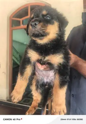 Rottweiler Puppies