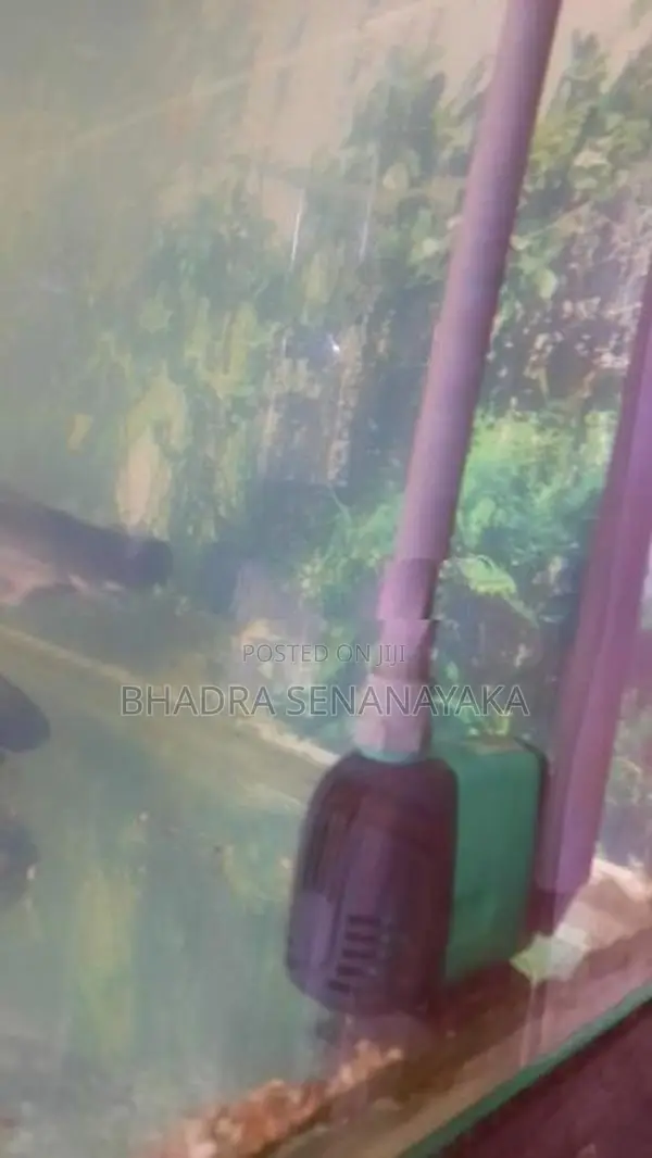 Fish Tank