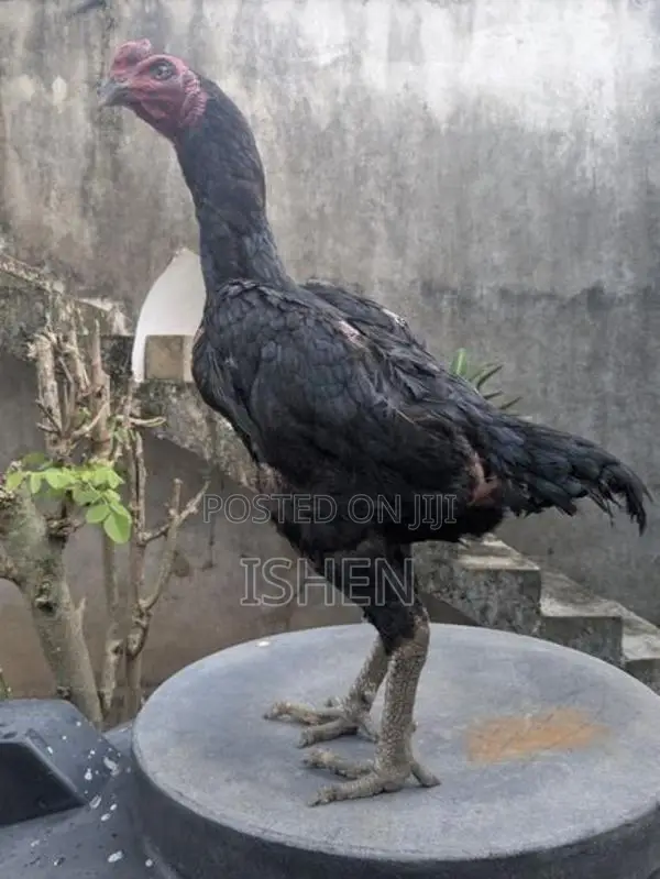 Roosters