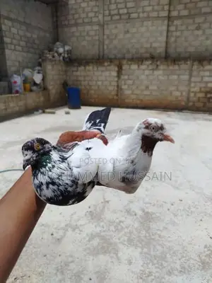 Pigeons