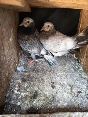 Pigeons