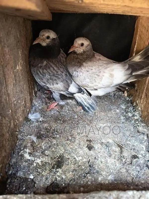 Pigeons