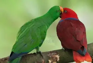 Eclectus birds
