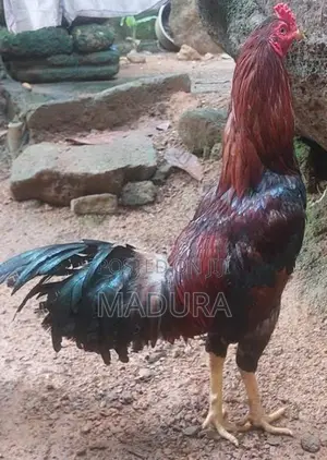 rooster කුකුළා kukula