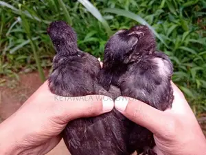 මාස එකහමාර ගම් කුකුළ් පැටවුන් 12 ක්